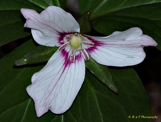 {Trillium undulatum}
